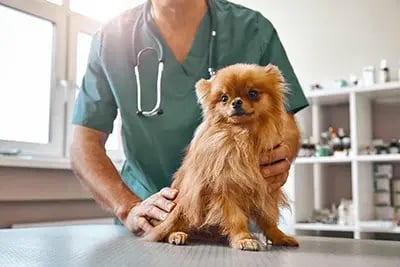 Just Food For Dogs
